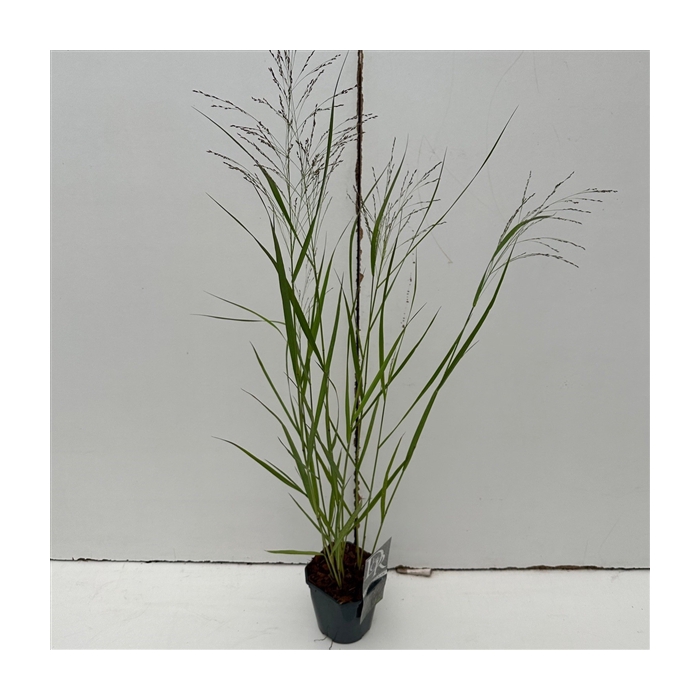 <h4>Panicum 'Squaw'</h4>