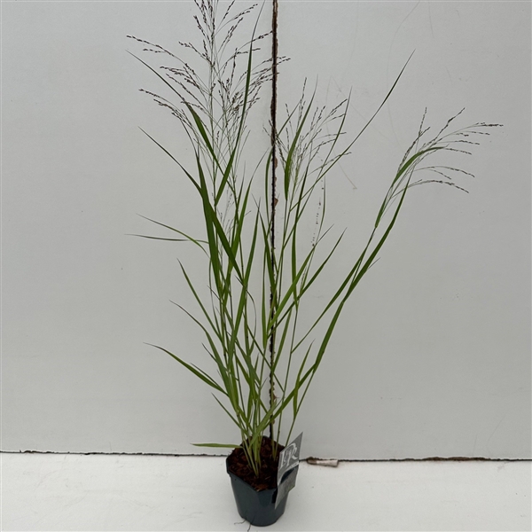 Panicum 'Squaw'