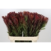Leucadendron Safari Sunset