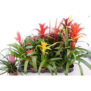 BROMELIA GEM 15 SRT