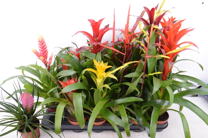 <h4>BROMELIA GEM 15 SRT</h4>