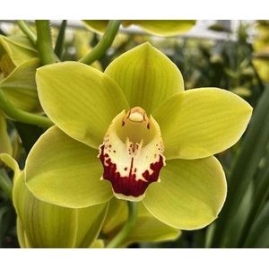 MIDORIYAMA 60cm x 10.