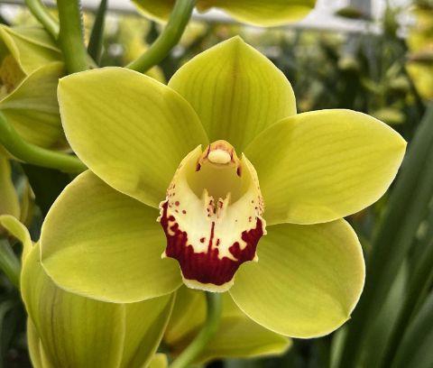 <h4>MIDORIYAMA 80cm x 6.</h4>