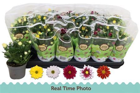 <h4>Chrys Gem 5 Kl</h4>