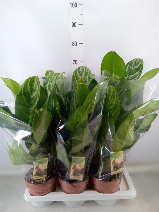 <h4>Aglaonema   ...</h4>