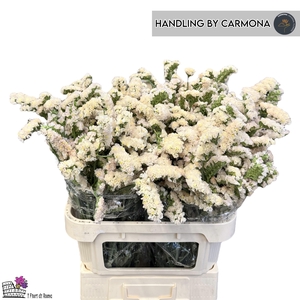 LIM S APRI SUN BIRDS