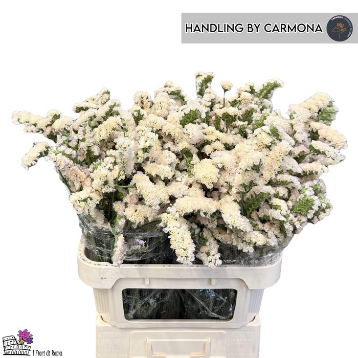 <h4>LIM S APRI SUN BIRDS</h4>