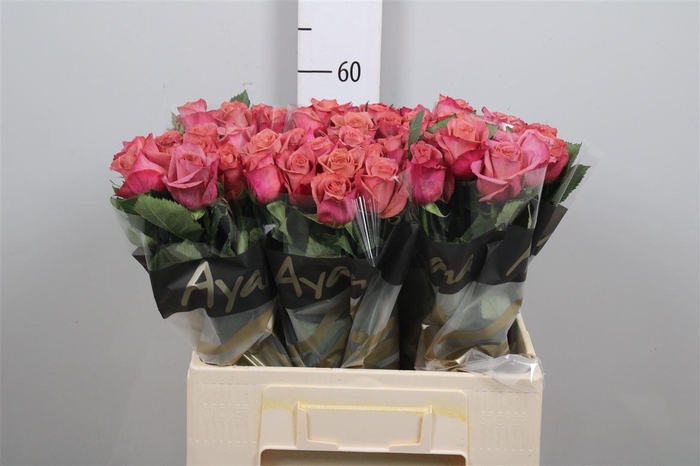 <h4>R Gr Barista</h4>