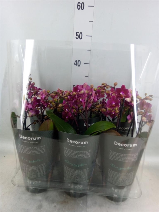 <h4>Phalaenopsis multi. 'Ant Chamonix'</h4>