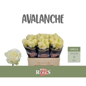 RS GR AVALANCHE R GR AVALANCHE+