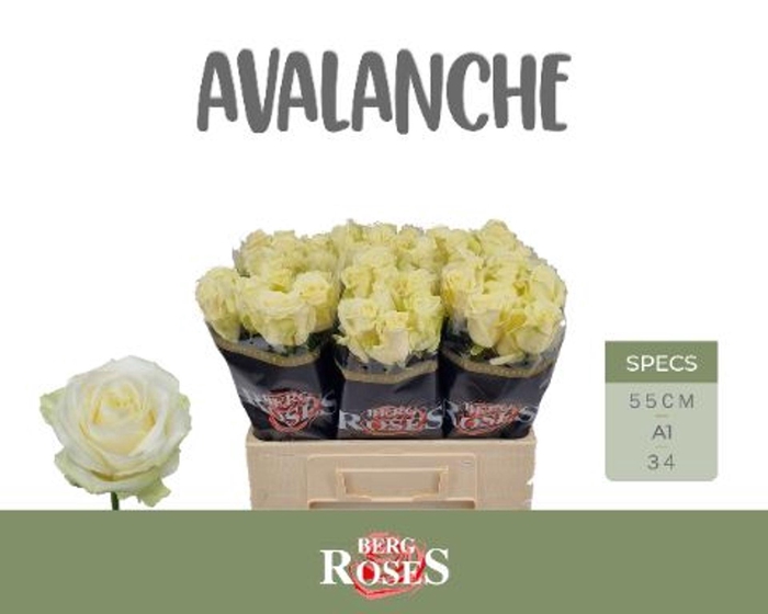 <h4>RS GR AVALANCHE R GR AVALANCHE+</h4>