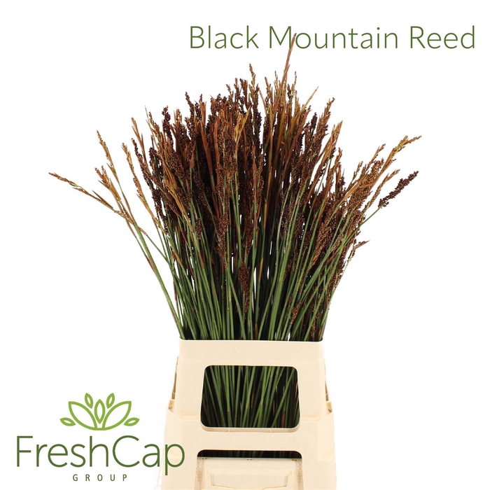 Black Mountain Reed