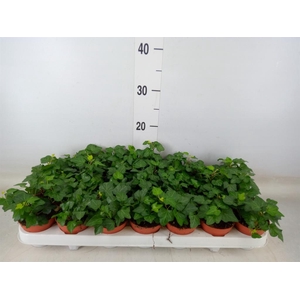 Hedera helix 'Wonder'