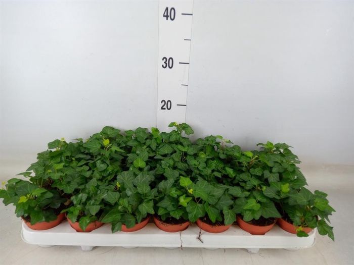 <h4>Hedera helix 'Wonder'</h4>