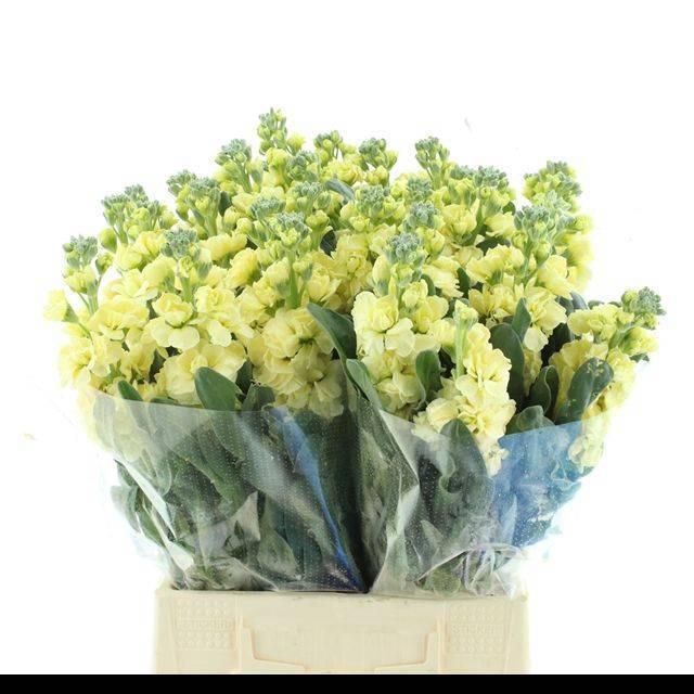 <h4>MATTH IRON YELLOW</h4>