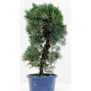 Juniperus chinensis, 15 cm, in trainingpot