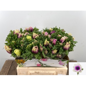 ANEM CO RB MIST ROSE