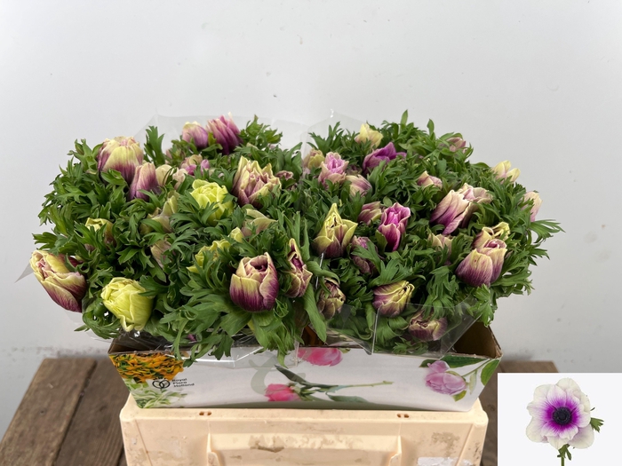 <h4>ANEM CO RB MIST ROSE</h4>