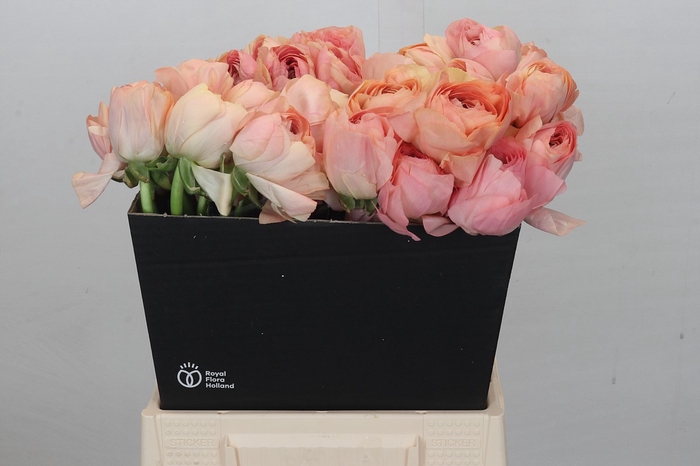 <h4>Ranunculus Clooney Gran Pastel</h4>