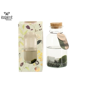 90923: Marimo arrangement