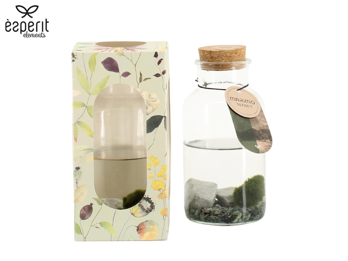 <h4>90923: Marimo arrangement</h4>