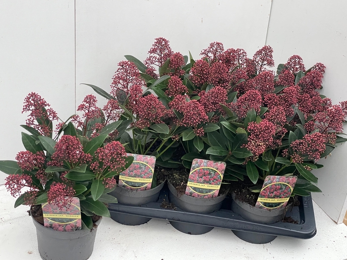 <h4>SKIM J RUBELLA</h4>