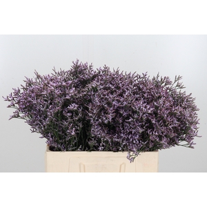 Limon Safora Lilac