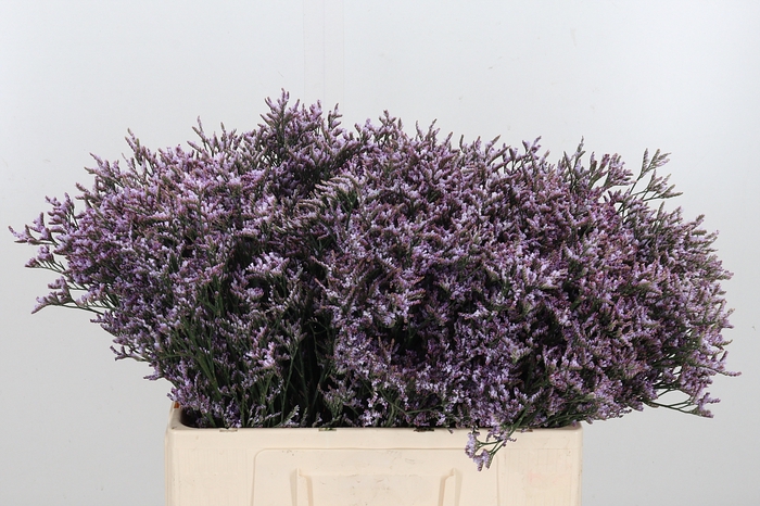 <h4>Limon Safora Lilac</h4>