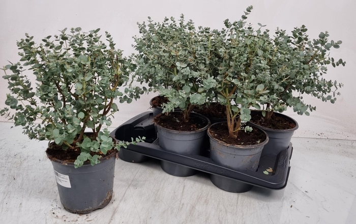 <h4>Eucal Gunnii</h4>