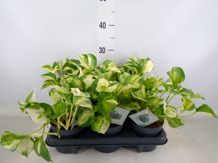 <h4>Epipremnum pinn. 'Manjula'</h4>
