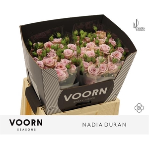 Rosa spray nadia duran
