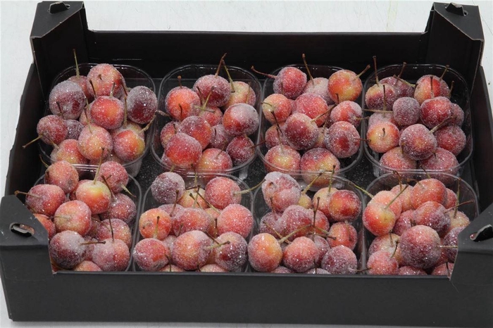 <h4>Appel (wax+gl) X8 Natural</h4>