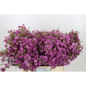Chamelaucium Niek's Pride