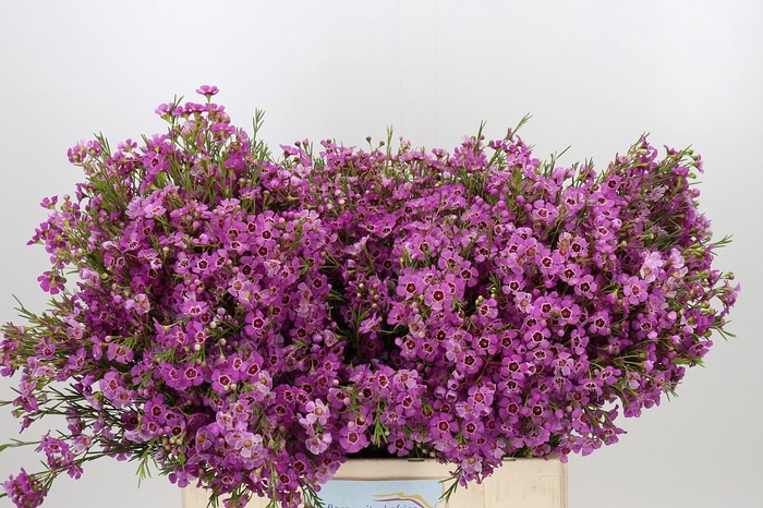 <h4>Chamelaucium Niek's Pride</h4>