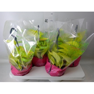 Epipremnum pinn. 'Golden Pothos' HG