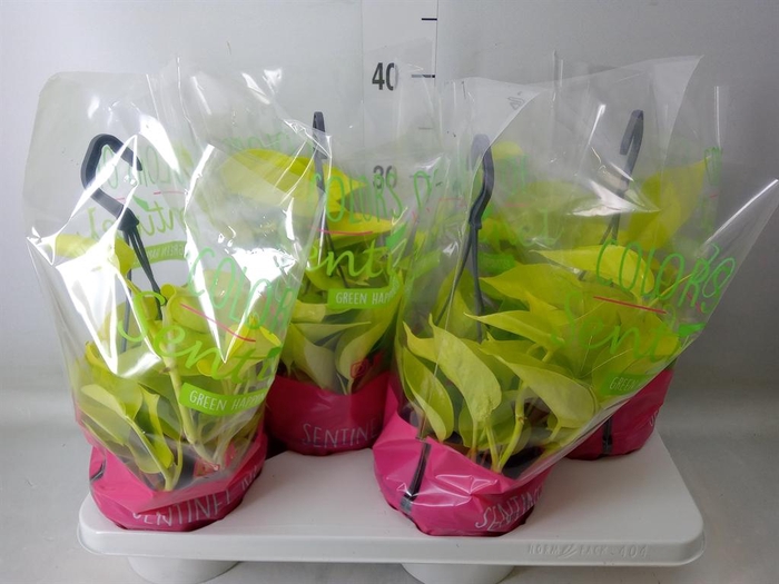 <h4>Epipremnum pinn. 'Golden Pothos' HG</h4>