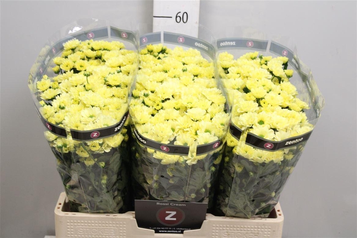 <h4>Chr S Rossi Cream</h4>