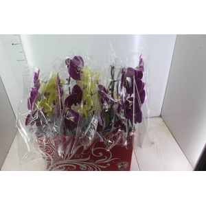 PHALAENOPSIS CASCATA ESPECIAL P15 MIN 8 FLS