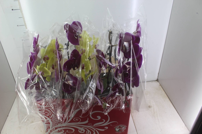 <h4>PHALAENOPSIS CASCATA ESPECIAL P15 MIN 8 FLS</h4>