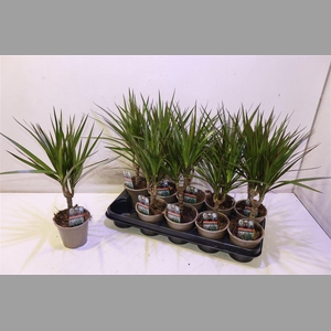 Dra Marginata