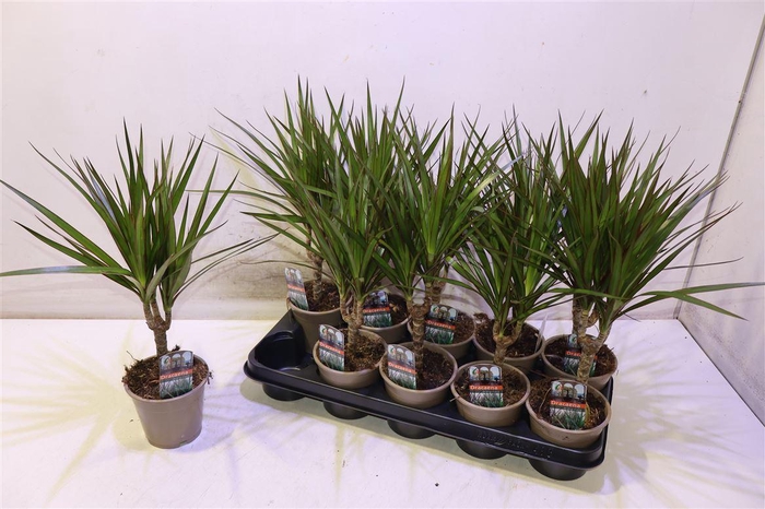 <h4>Dra Marginata</h4>