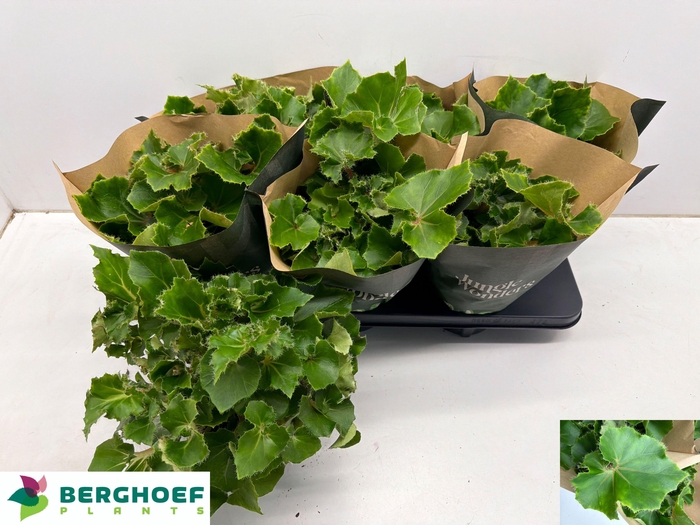 <h4>BEG BLAD OV</h4>