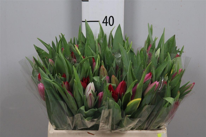 <h4>Tu En Gemengd</h4>