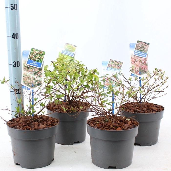 Abelia mix (minimum order one layer)