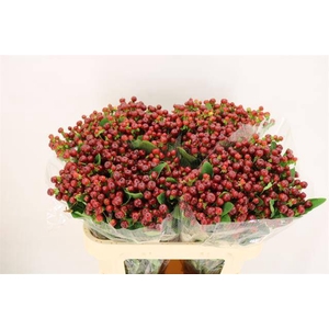 HYP MAG CHERRY X 25 TAK