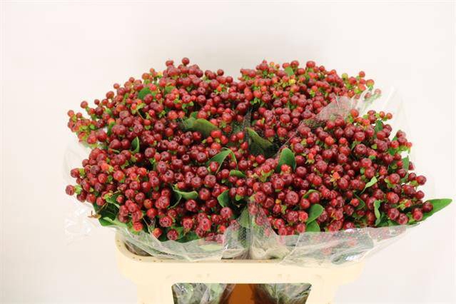 <h4>HYP MAG CHERRY X 25 TAK</h4>