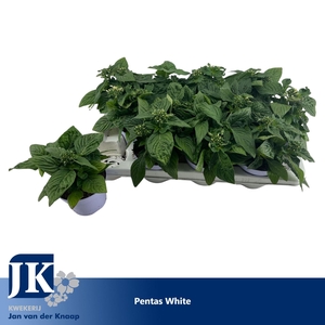 Pentas Graffiti White