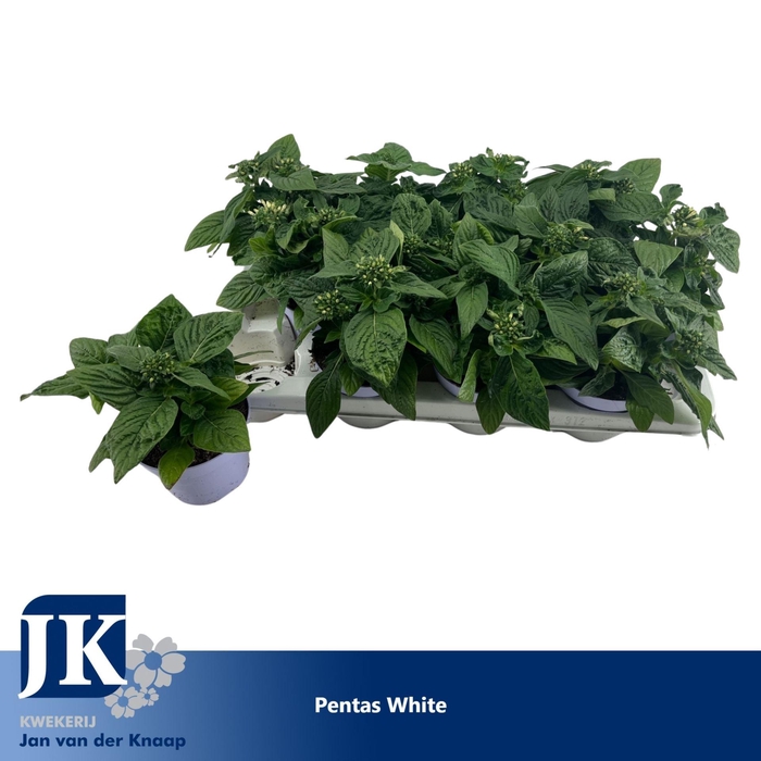 <h4>Pentas Graffiti White</h4>