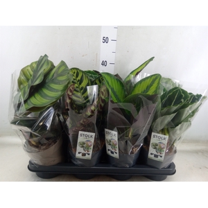 Calathea   ...mix 4