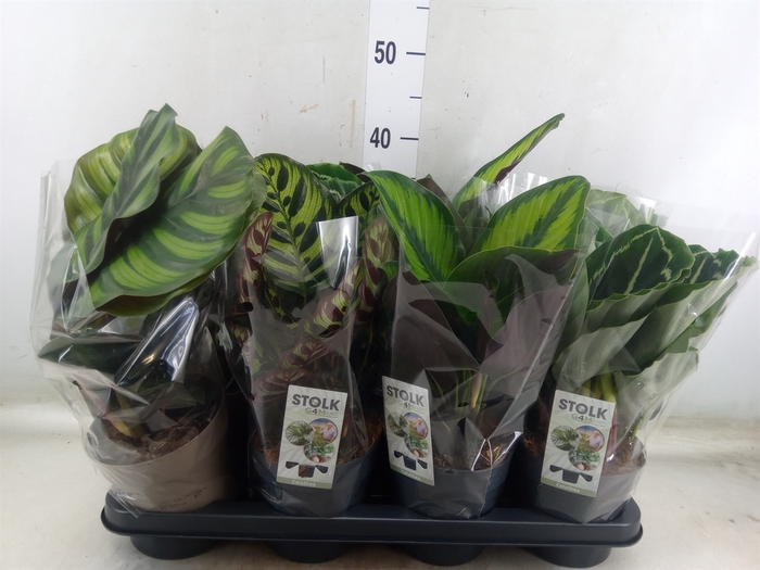 <h4>Calathea   ...mix 4</h4>